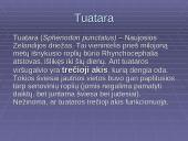 Morfologiniai ir biogeografiniai evoliucijos įrodymai 13 puslapis