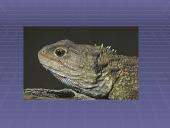 Morfologiniai ir biogeografiniai evoliucijos įrodymai 14 puslapis