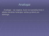 Morfologiniai ir biogeografiniai evoliucijos įrodymai 15 puslapis