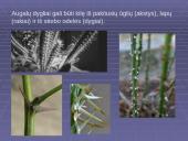 Morfologiniai ir biogeografiniai evoliucijos įrodymai 16 puslapis