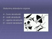 Morfologiniai ir biogeografiniai evoliucijos įrodymai 17 puslapis