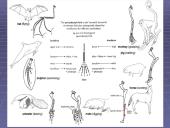 Morfologiniai ir biogeografiniai evoliucijos įrodymai 8 puslapis