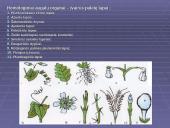 Morfologiniai ir biogeografiniai evoliucijos įrodymai 9 puslapis