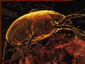 Namų dulkes 5 puslapis