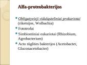 Obligatyvieji viduląsteliniai prokariotai – riketsijos: morfologija, sandara, savybės 2 puslapis