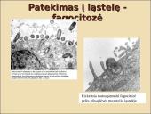 Obligatyvieji viduląsteliniai prokariotai – riketsijos: morfologija, sandara, savybės 11 puslapis