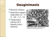 Obligatyvieji viduląsteliniai prokariotai – riketsijos: morfologija, sandara, savybės 12 puslapis