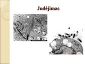 Obligatyvieji viduląsteliniai prokariotai – riketsijos: morfologija, sandara, savybės 13 puslapis