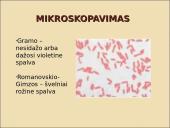 Obligatyvieji viduląsteliniai prokariotai – riketsijos: morfologija, sandara, savybės 15 puslapis