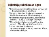 Obligatyvieji viduląsteliniai prokariotai – riketsijos: morfologija, sandara, savybės 4 puslapis