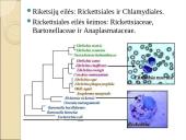 Obligatyvieji viduląsteliniai prokariotai – riketsijos: morfologija, sandara, savybės 5 puslapis