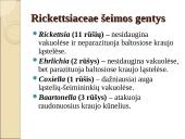Obligatyvieji viduląsteliniai prokariotai – riketsijos: morfologija, sandara, savybės 6 puslapis