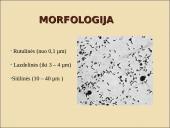 Obligatyvieji viduląsteliniai prokariotai – riketsijos: morfologija, sandara, savybės 7 puslapis