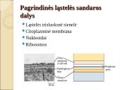 Obligatyvieji viduląsteliniai prokariotai – riketsijos: morfologija, sandara, savybės 8 puslapis
