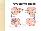 Obligatyvieji viduląsteliniai prokariotai – riketsijos: morfologija, sandara, savybės 10 puslapis