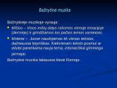 Pamoka: Renesansas 3 puslapis