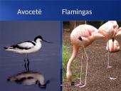 Paukščių snapai, snapo sandara, paukščių mityba 11 puslapis