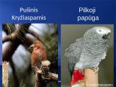 Paukščių snapai, snapo sandara, paukščių mityba 12 puslapis