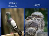 Paukščių snapai, snapo sandara, paukščių mityba 13 puslapis