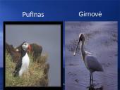 Paukščių snapai, snapo sandara, paukščių mityba 14 puslapis