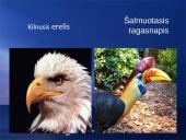 Paukščių snapai, snapo sandara, paukščių mityba 15 puslapis