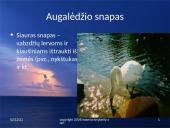 Paukščių snapai, snapo sandara, paukščių mityba 6 puslapis