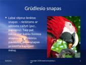 Paukščių snapai, snapo sandara, paukščių mityba 8 puslapis