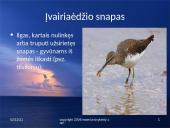 Paukščių snapai, snapo sandara, paukščių mityba 9 puslapis