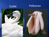 Paukščių snapai, snapo sandara, paukščių mityba 10 puslapis