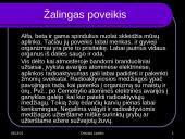 Radioaktyvumo poveikis gyvajam organizmui 2 puslapis