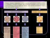 Radioaktyvumo poveikis gyvajam organizmui 4 puslapis