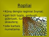 Stuburinių gyvūnų danga 14 puslapis