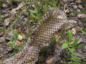 Stuburinių gyvūnų danga 15 puslapis