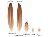 Stuburinių gyvūnų danga 18 puslapis