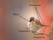 Stuburinių gyvūnų danga 19 puslapis
