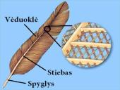 Stuburinių gyvūnų danga 20 puslapis