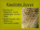 Stuburinių gyvūnų danga 7 puslapis