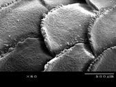 Stuburinių gyvūnų danga 8 puslapis