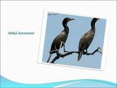 Turizmas: slidžių žygis Lietuvos pajūriu 20 puslapis