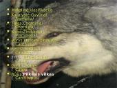 Vilkų gyvenimas 2 puslapis