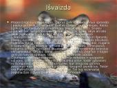 Vilkų gyvenimas 3 puslapis