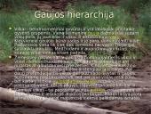 Vilkų gyvenimas 4 puslapis