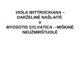 Viola wittrockiana – darželinė našlaitė. Myosotis sylvatica – miškinė neužmirštuolė