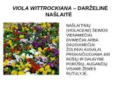Viola wittrockiana – darželinė našlaitė. Myosotis sylvatica – miškinė neužmirštuolė 2 puslapis