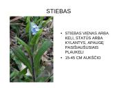 Viola wittrockiana – darželinė našlaitė. Myosotis sylvatica – miškinė neužmirštuolė 11 puslapis