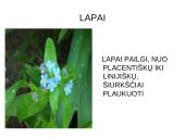 Viola wittrockiana – darželinė našlaitė. Myosotis sylvatica – miškinė neužmirštuolė 12 puslapis