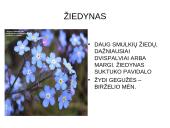 Viola wittrockiana – darželinė našlaitė. Myosotis sylvatica – miškinė neužmirštuolė 13 puslapis