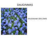 Viola wittrockiana – darželinė našlaitė. Myosotis sylvatica – miškinė neužmirštuolė 14 puslapis