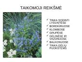 Viola wittrockiana – darželinė našlaitė. Myosotis sylvatica – miškinė neužmirštuolė 16 puslapis