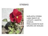 Viola wittrockiana – darželinė našlaitė. Myosotis sylvatica – miškinė neužmirštuolė 3 puslapis